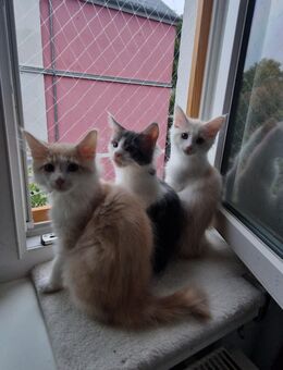 Maine Coon Katzenbaby - Siegen (Universitätsstadt)
