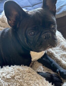 französische Bulldogge - Embsen