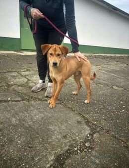 Balu wünscht sich ein schönes Zuhause - Nordwalde