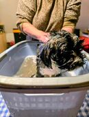 Bolonka Welpe in 98743