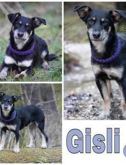 GISLI * liebevoller Bub braucht Halt - Duisburg