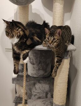 2 kater suchen ein neues Heim - Berlin