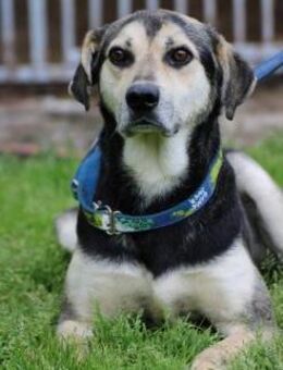 Zano - lieber, verschmuster Rüde - Lohra