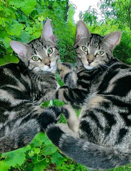 BKH Mix Kitten suchen ein neues liebevolles Zuhause - Ölbronn-Dürrn