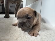 Französische Bulldogge - Troisdorf Zentrum