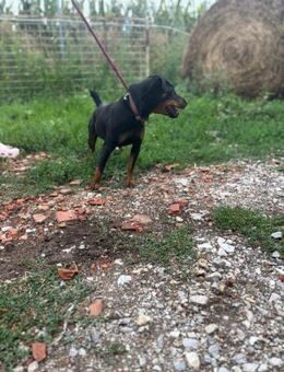 Masni, Jagdterrier Mädchen - Remagen