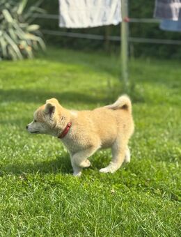 Reinrassige 9 Akita Inu Welpen - Uckermark