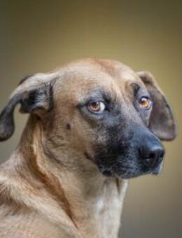 Freundliche Liù wünscht sich Zuhause - Neuss