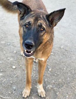 Maya sucht Kenner - Beckingen