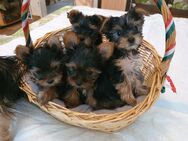 Yorkshire-Terrier Welpen - Hamburg