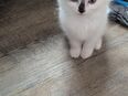 Ein ragdoll Mädchen in 26817