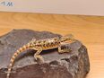 Bartagame Pogona Vitticeps Nachzucht 06/2024 5.8.0 in 66386