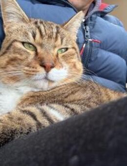 FiV+ Zigko aus dem Tierschutz - Grevenbroich