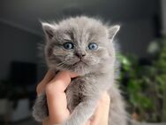 Britisch Kurzhaar Kitten - Hamburg
