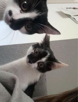 Zwei Liebevolle Kater suchen neues Zuhause - Köln