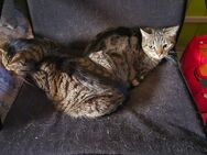 Suchen kleinen Katerchen - Berlin Lichtenberg