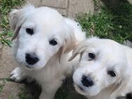 Golden Retriever welpen - Nagel