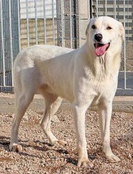 GUALTIERO - so ein hübscher Bub - Regensburg