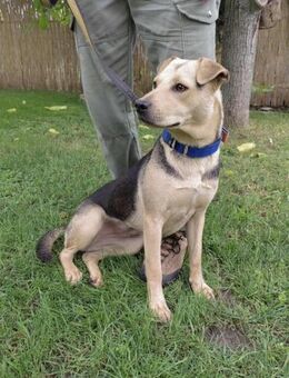 Dorisz sucht ein Kuschelkörbchen - Nordwalde