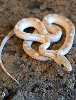Granite Motley Pied, Granite Pied - Schwelm