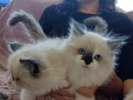 Zuckersüße und typvolle Ragdoll Kitten - München