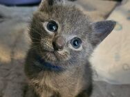 Russisch Blau Kitten - Hamburg