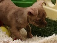 Tigerchen... freundlicher Chihuahua Welpe Kurzhaar Rüde schoko creme brindle gestromt 5 Monate alt - Dassel