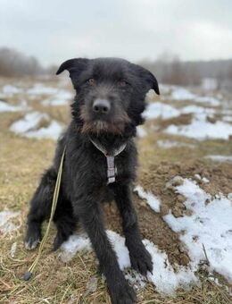 Torino soll nicht in Rumänien aufwachsen - Blankenheim (Nordrhein-Westfalen)