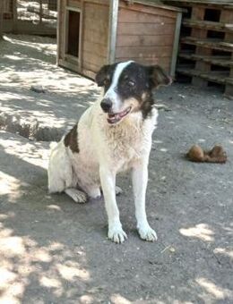 Ruhiger lieber, Körte sucht Familie - Olsberg