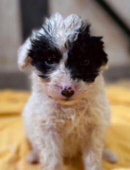 Matti verspielter süßer Welpe - Kallmünz