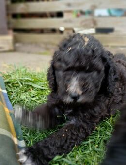 Labradoodle Welpen - Steinfurt