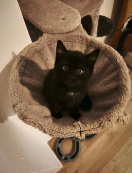 Kitten Mädchen sucht ein Zuhause - Aurich