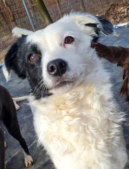 Pupin möchte die Welt kennenlernen - Schwabach