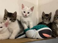 Wunderschöne Europäische Kurzhaar Katzenbabys - Alzey