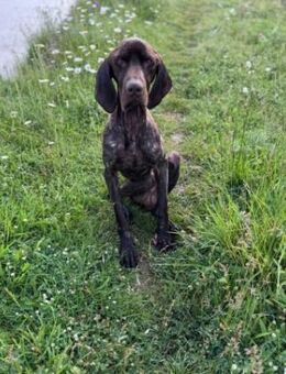 Lucky hat viel durchgemacht - Berlin