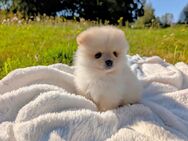 Wunderschöne Pomeranian Boo/Kleinspitz Welpen - Neukirchen-Balbini