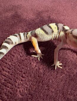 Leopardgecko Jungtiere 2025 abzugeben - Dortmund