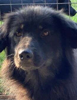 Kayra, geb. ca. 09/2018, Griechenland - Euskirchen