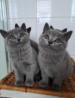 BKH Kitten - Rahden
