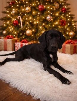 Eddie sucht ein Zuhause - Arnsberg