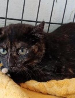 Kleine Alma möchte zu Dir - Aichwald