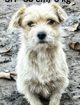 Marie - Team Luana - Rinteln