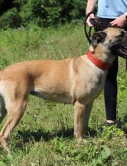 LUNA - gesellig und aktiv - Overath