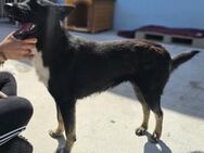ELLA -sportlich, verschmust, wunderschön - Weilheim (Oberbayern)