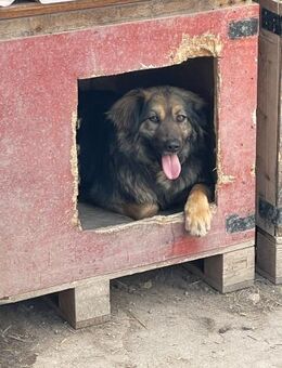 🌸Nora die sanfte Seele🌸 - Eislingen (Fils)