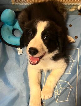 Border Collie Welpen suchen liebevolles zu Hause - Röderland