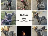 Hübsche NALA sucht ihr Für-Immer-Zuhause - Neustadt (Rübenberge)