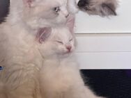 Ragdoll Kitten abgabebereit - Dortmund Husen