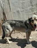 Rohdiamant Gigi in 66636