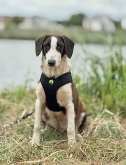 💕Verspielter junger Oreo💕 - Eislingen (Fils)